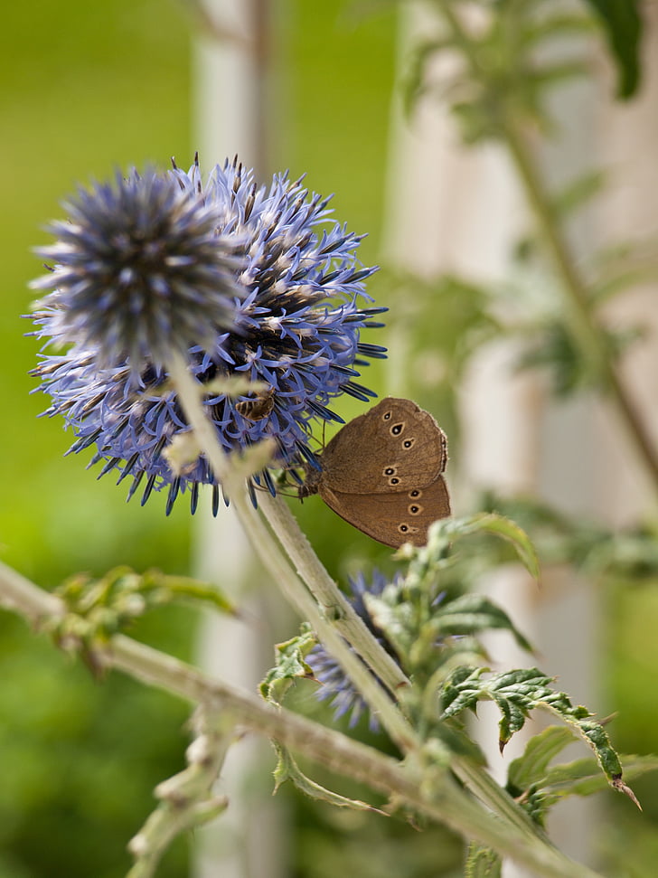blaue Distel, ornamentale Distel, Blume, Distel, Natur, Wiese, Flora