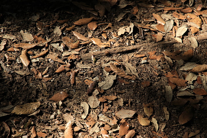 Lesné huby, listy, jeseň, zem, prach, Dirt, zem