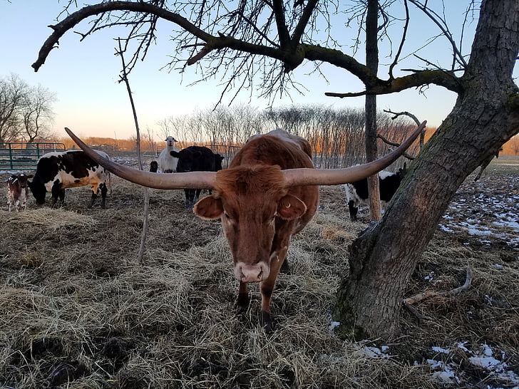 Texas longhorn, vite, vacă, Texas, Longhorn, corn, ferma