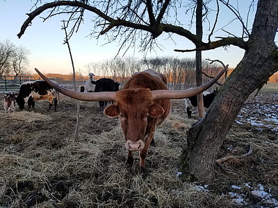 Texas longhorn, nötkreatur, Cow, Texas, Longhorn, Horn, gård