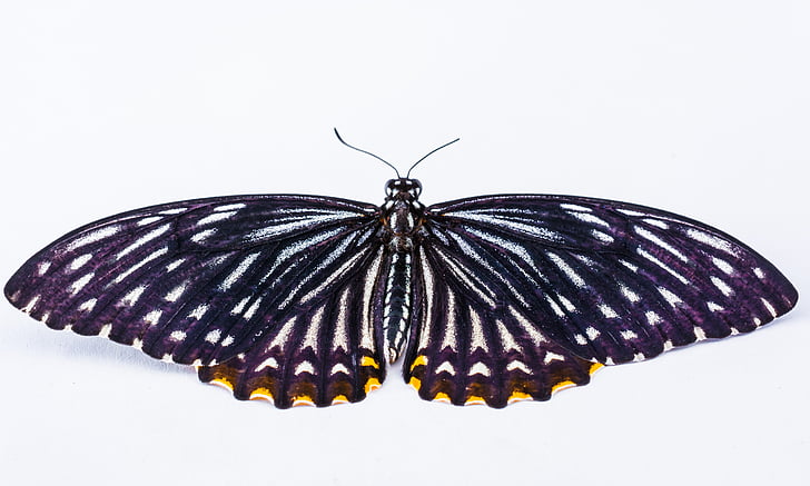 Метелик, Комаха
