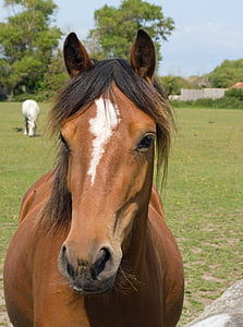 horse, pony, horse head, portrait, close-up, beautiful, brown