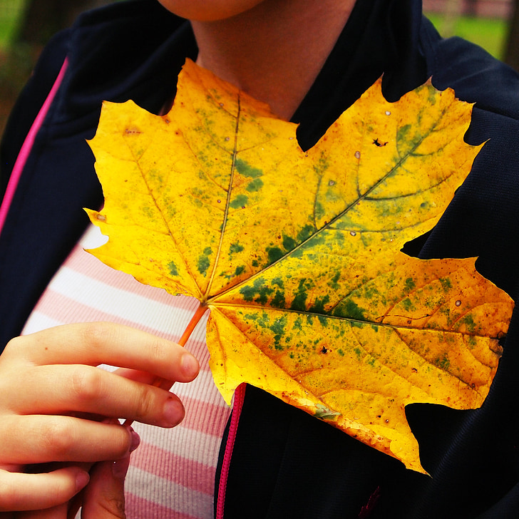 musim gugur, daun pohon, vena kuning, alam, menghitamkan