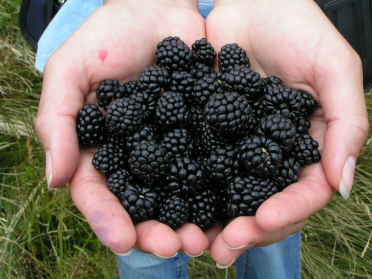 BlackBerry, bær, sommer, frugt, mad, Bramble