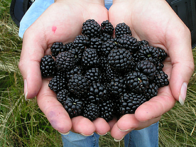黑莓, 浆果, 夏季, 水果, 食品, 荆棘