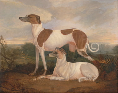 Charles hancock, målning, konst, olja på duk, hundar, Greyhounds, porträtt