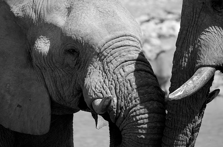 Słoń, czarno-białe, Afryka, dzikie zwierzę, Namibia, Etosha, dzikich zwierząt