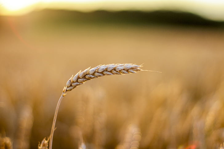 grain, cornfield, cereals, cereal grain, agriculture, field, wheat field