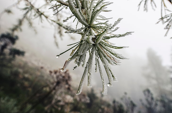 natura, pianta, acqua, gocce, foglie, verde, foresta