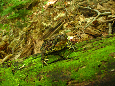 toad, frog, woods, amphibian, wildlife, green, nature