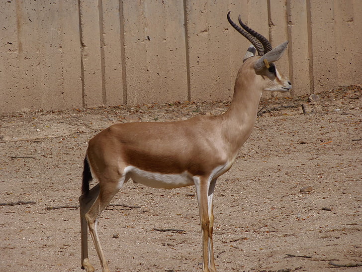 gazelle, animals, mammals, zoo, deer, wildlife, nature