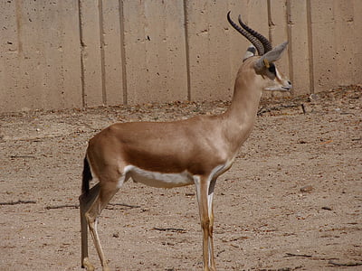 Gazelle, động vật, động vật có vú, sở thú, hươu, động vật hoang dã, Thiên nhiên