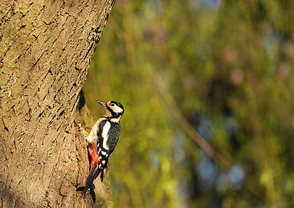 woodpecker, great spotted woodpecker, bird, animal, garden, nature, one animal