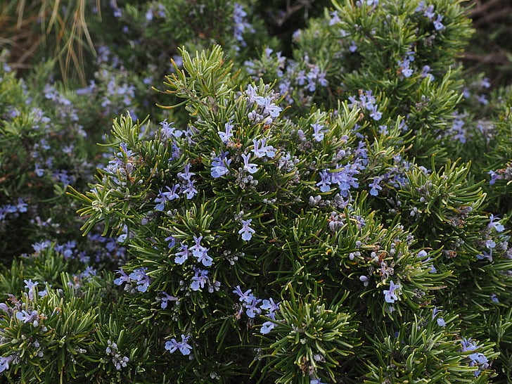 rožmarin, cvetje, modra, vijolična, Rosmarinus officinalis, Rosmarinus, pol grm