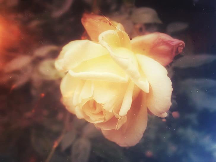 jaune, Rose, fleur, fermer, photo, blanc, nature