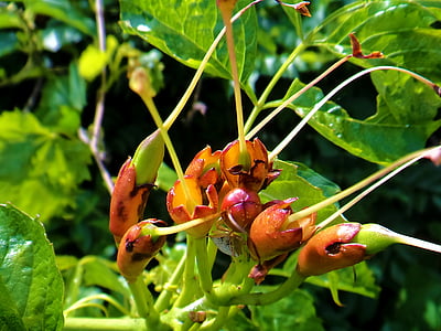 bug, natura, foglie, naturale, Close-up, fiore, pianta