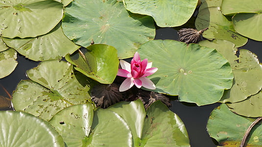 Lotus, Blumen, Wasserpflanzen, Seerosen, Natur, lila Blumen, Arboretum