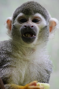 opice, Kapucín opice, äffchen, Herr nilson, Kapucíni, zvířecí portrét, Fajn