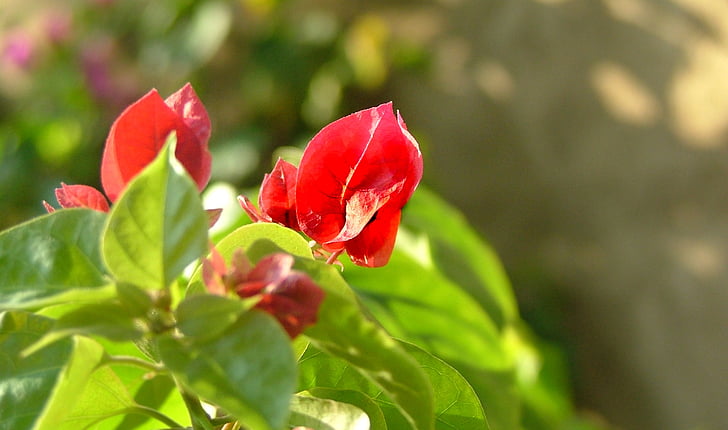 květ, červená, závod, Příroda, Rosa, teplo, Flora