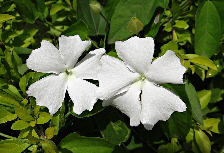 white lady, flower, white, thunbergia fragrans, sweet clock vine, white thunbergia, vine