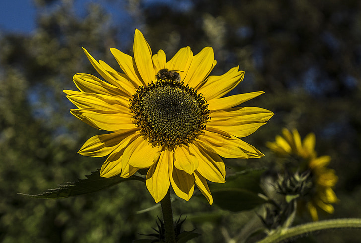 mặt trời, Sun flower, Hummel, tia nắng, đóng, nở hoa, màu vàng