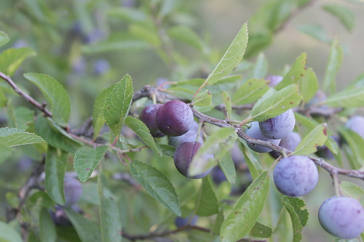 frutti di bosco, Prugnolo, blu, mirtilli, ragazza, Prunus, maturi
