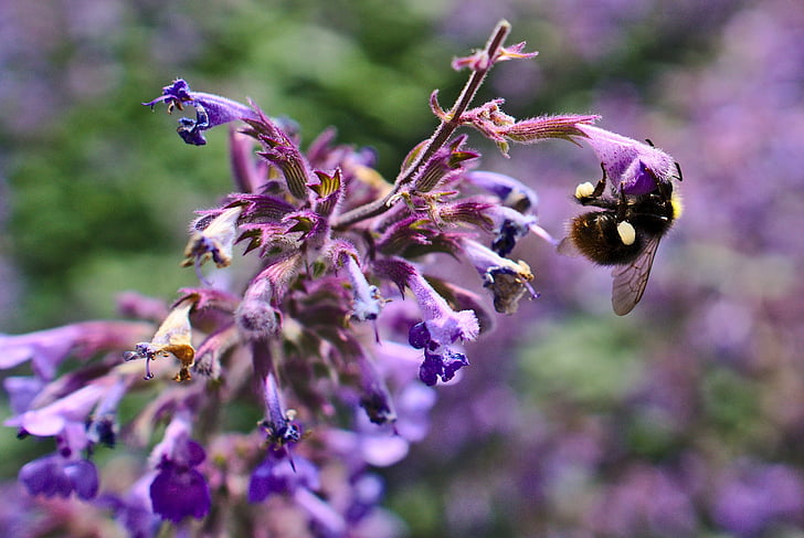 lebah, ungu, bunga, penyerbukan