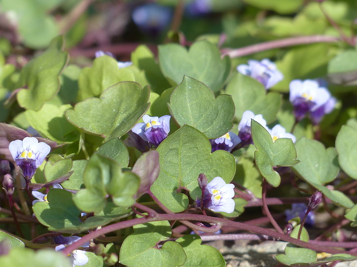 Hackbrett-Kraut, Blüte, Bloom, Blau, violett, lila, zymbelkraut