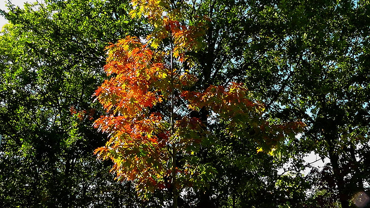 mùa thu lá, lá đầy màu sắc, lá, mùa thu vàng, đầy màu sắc, lá đỏ, màu sắc
