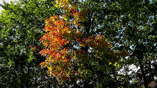 rudenī zaļumiem, krāsains lapas, atstāj, zelta rudens, krāsains, sarkano lapu, krāsa