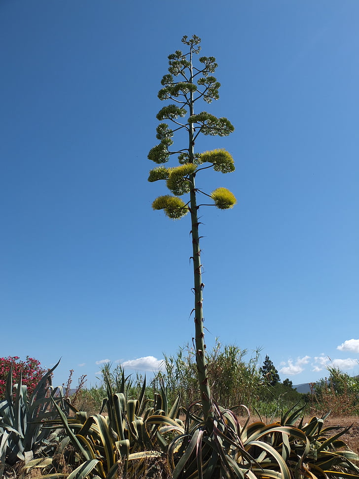 agave, inflorescence, agavengewächs, liliaceae, agave flower, plant, tribe
