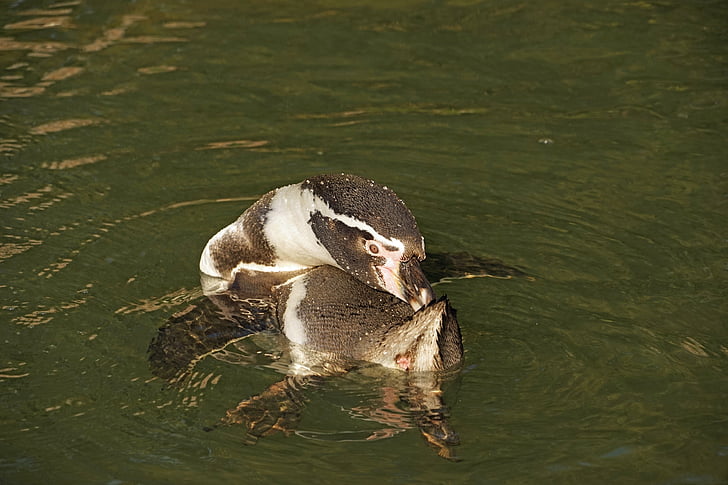pingvin, vode, čišćenje, Humboldt pingvin, voda ptica, Zoološki vrt sababurg, ptica