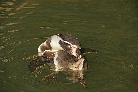 tučňák, voda, vyčistit, tučňák Humboldtův, vodní pták, Zoo sababurg, pták