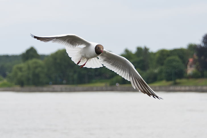 seagulls, gulls, little gull, nature, bird, wildlife, lake