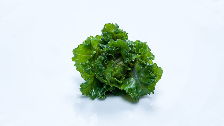 broto de flor, vegetal, Brussel sprout, Curly Kale, repolho verde, couve, Kale