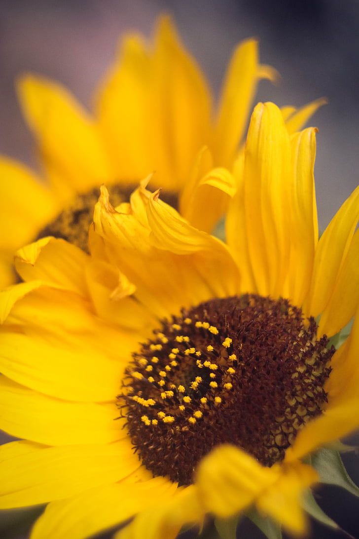 flower, sunflower, summer, bright, large, summer cvey