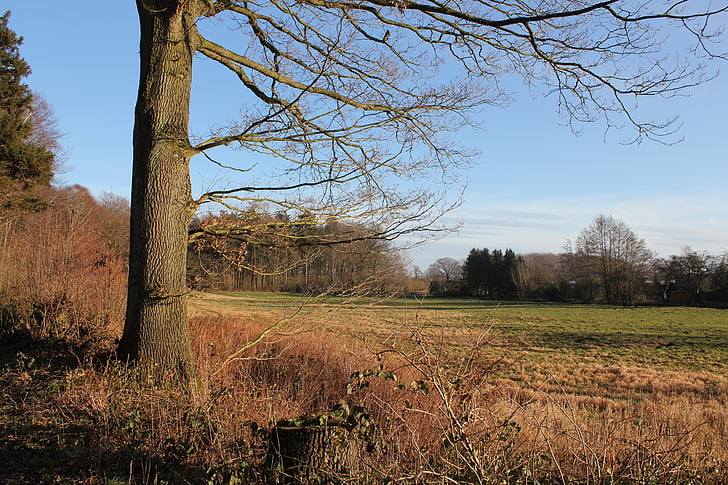 nature, tree, autumn, landscape