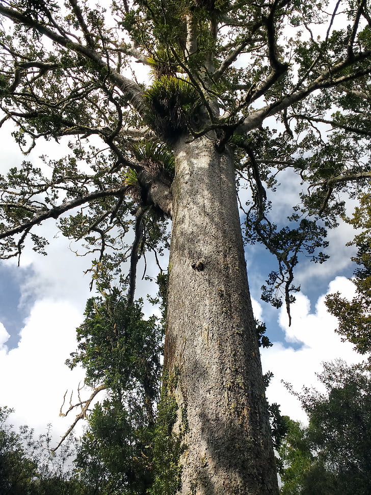 Kauri, természet, Zealand, trópusi, fa, erdő, fa törzse