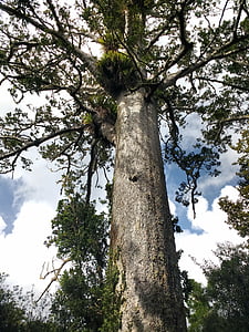 Kauri, natura, Zelanda, Tropical, albero, foresta, tronco d'albero