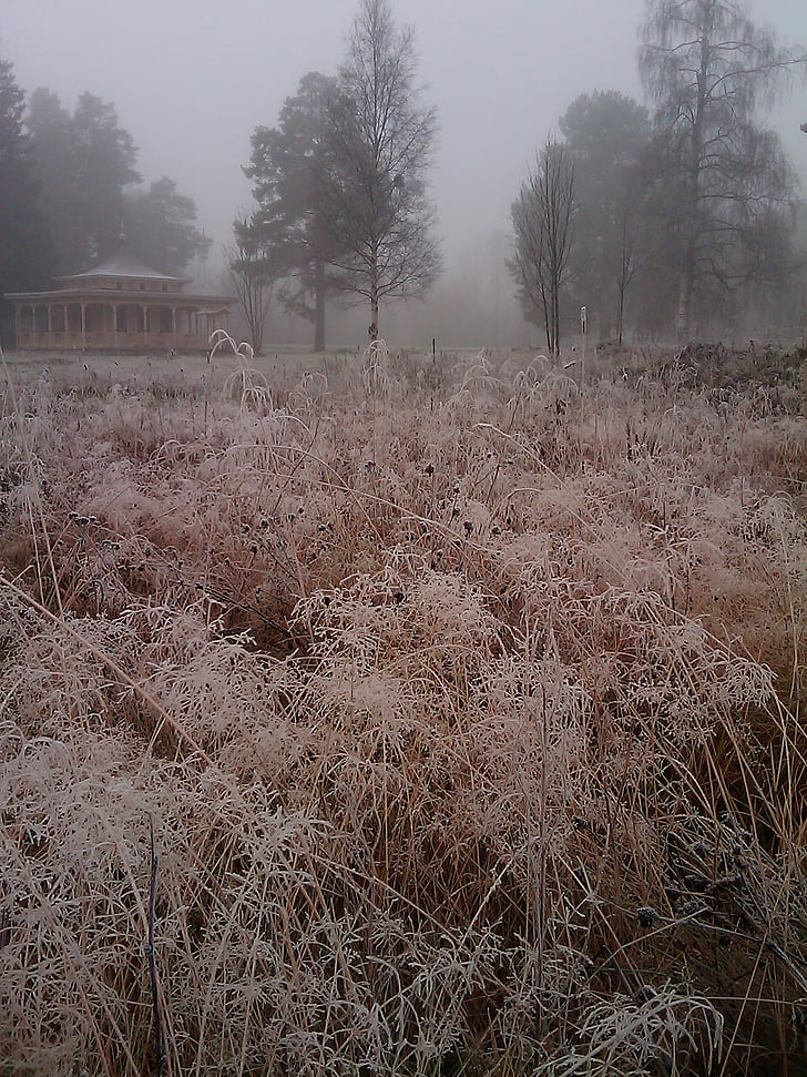 cỏ, Frost, bureå, sương mù, sương mù, cây, không có người