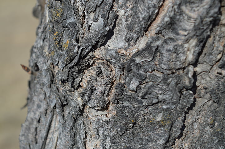 tree, bark, nature, knot, wood, trunk, forest