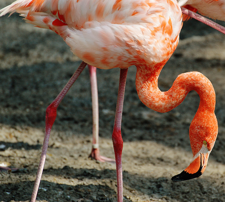 flamingas, paukštis, spalvinga, Tierpark hellabrunn, Miunchenas
