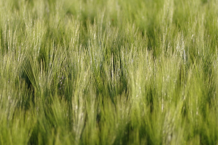 blat de moro, camp, orelles, el fons, verd, l'agricultura, collita