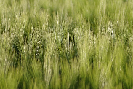 kukorica, a mező, füle, a háttérben, zöld, mezőgazdaság, betakarítás