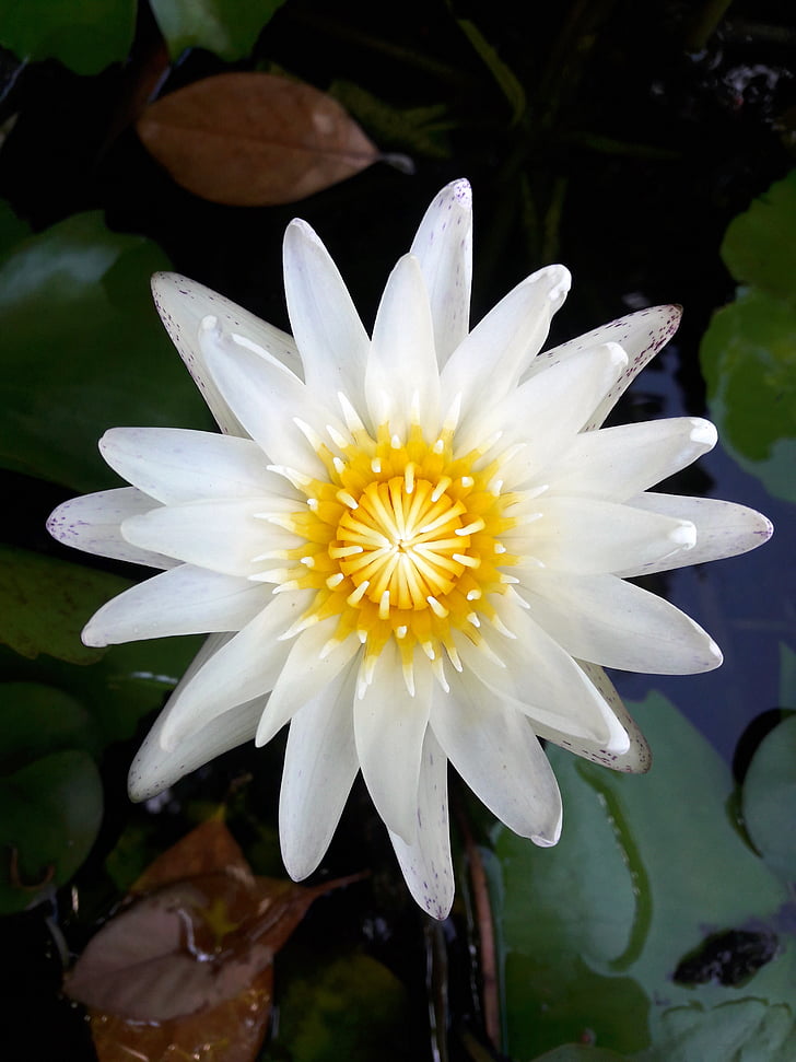 Lotus, hoja de loto, naturaleza, flores, verde, loto blanco, fresco