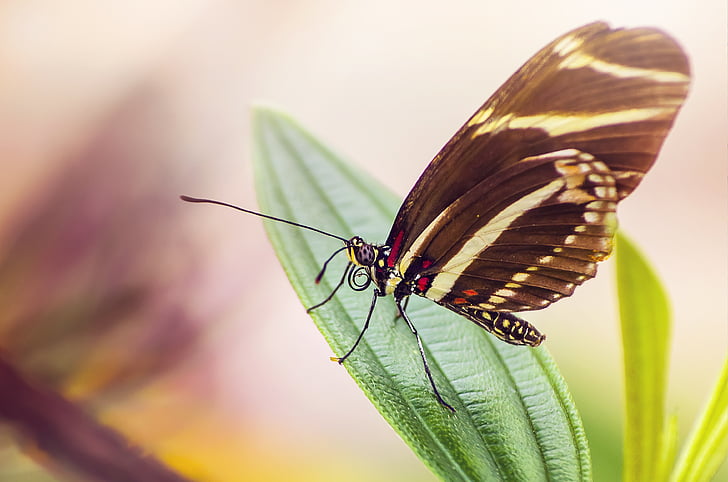Метелик, Комаха, лист, макрос, Природа, крила, Метелик - комах