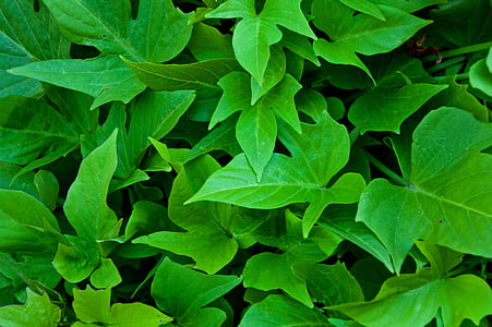 lišće, zelena, bršljan, list, zeleni list, biljka, tekstura