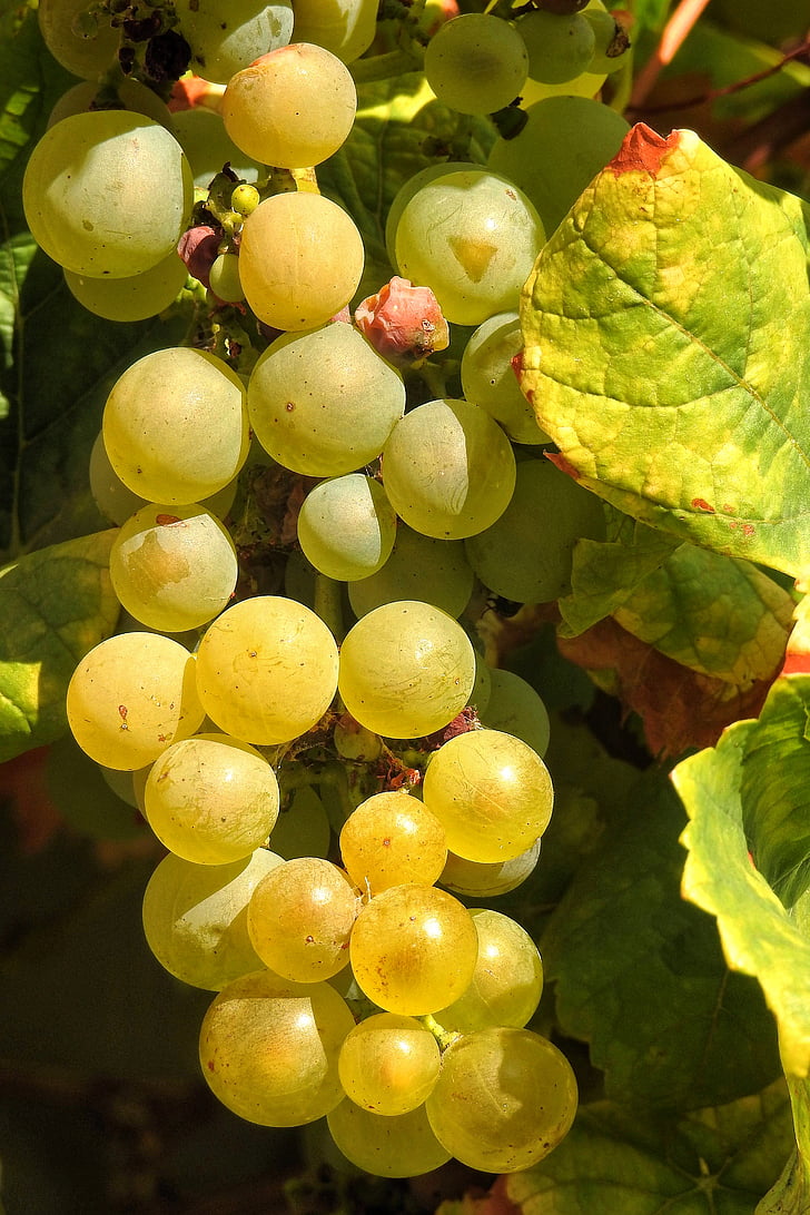 anggur, hijau, anggur, Grapevine, buah, anggur hijau, tanaman merambat saham