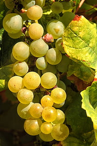 грозде, Грийн, лоза, лозаро-винарски, плодове, Зелена гроздето, лозя състав