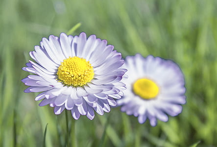 bunga, alam, tanaman, Tentu saja, Daisy, musim panas, Close-up